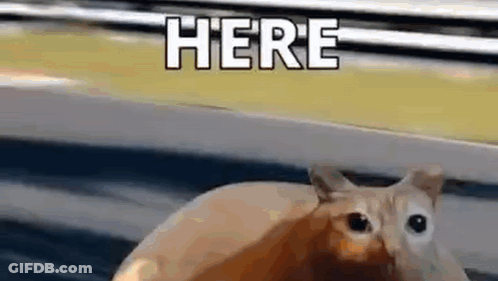 Cat With Big Eyes Sitting On Lap Looking At Camera GIF
