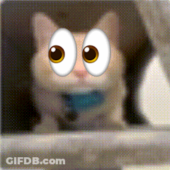 Cat With Big Googly Eyes GIF