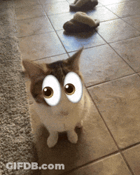 Cat With Big Googly Eyes GIF