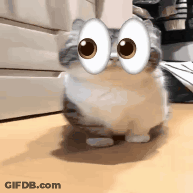 Cat With Big Googly Eyes Walking On Table GIF
