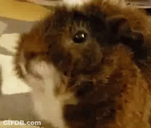 Cat With Black Eye GIF