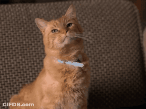 Cat With Blue Collar Looking Up GIF