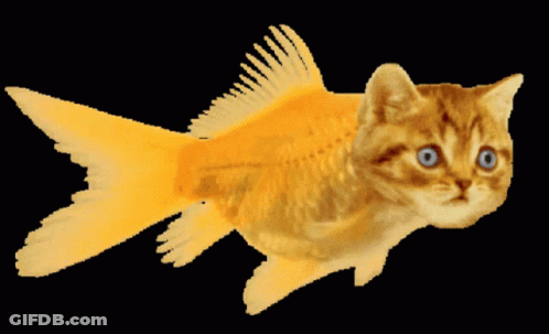 Cat With Blue Eyes Like Goldfish GIF