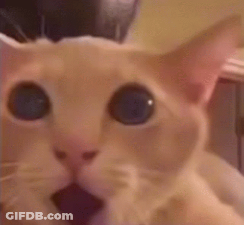 Cat With Blue Eyes Looking At Camera GIF