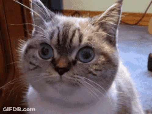 Cat With Blue Eyes Looking At Camera GIF
