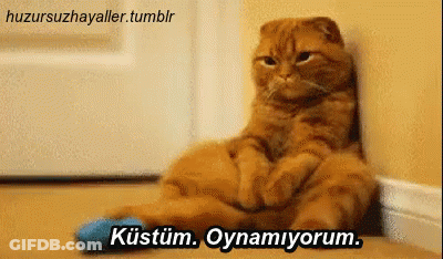 Cat With Blue Sock And Kustum Oynamiyorum GIF