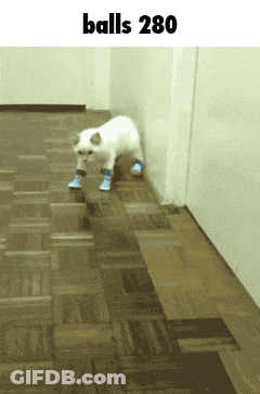 Cat With Blue Socks Walking Balls 280 GIF