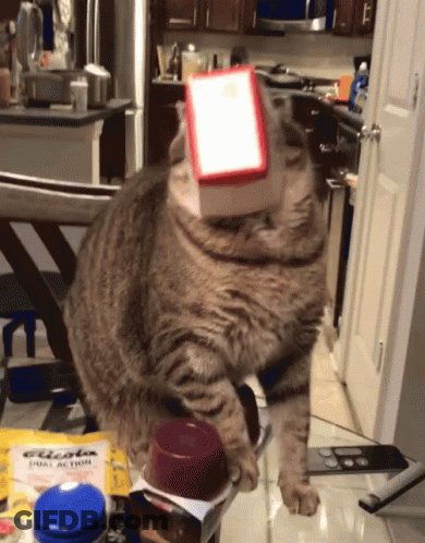 Cat With Box On Head Next To Dual Action Bag GIF