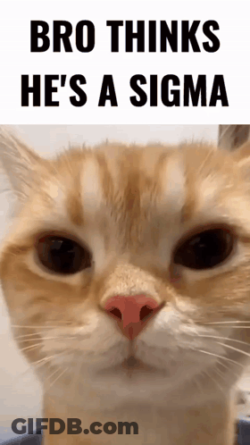 Cat With Bro Thinks He's A Sigma GIF