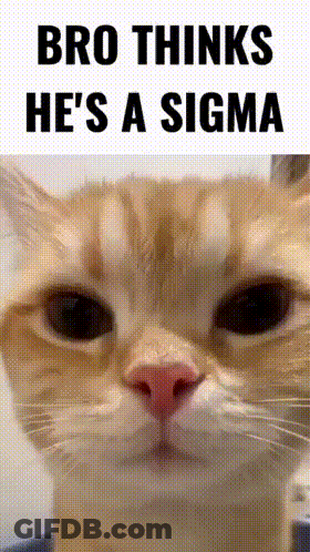 Cat With Bro Thinks He's A Sigma GIF