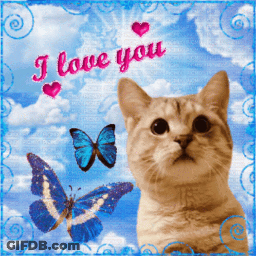 Cat With Butterflies I Love You GIF