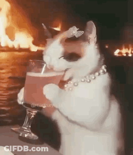 Cat With Butterfly On Head Holding Wine GIF