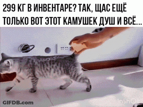 Cat With Caption 299 Kg In Inventarie GIF