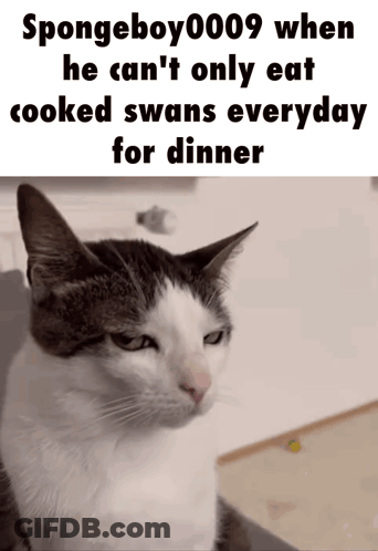 Cat With Caption Spongeboy009 When He Can't Only Eat Cooked Swans Every Day For Dinner GIF