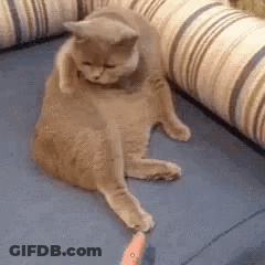 Cat With Carrot In Mouth GIF