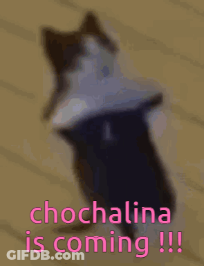 Cat With Chocalina Is Coming GIF