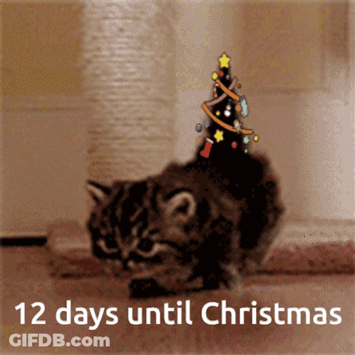 Cat With Christmas Tree On Head Saying 12 Days Until Christmas GIF
