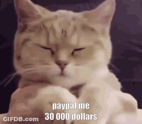 Cat With Closed Eyes And PayPal 30000 Dollars GIF