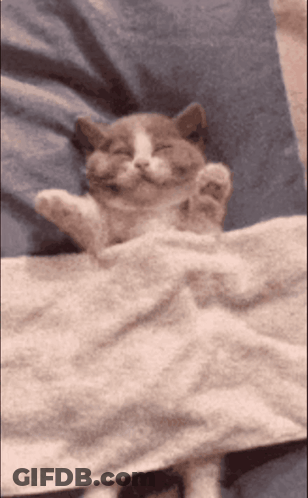 Cat With Closed Eyes Lying On Bed GIF