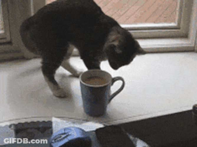 Cat With Coffee GIF