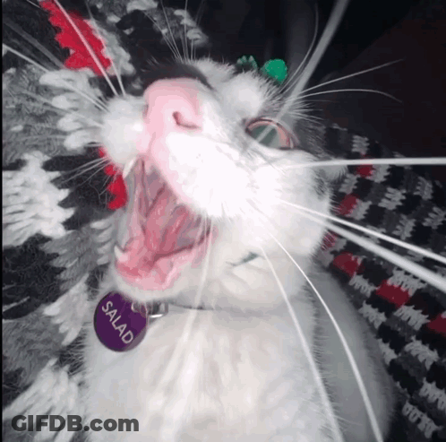 Cat With Collar Saying Salad GIF