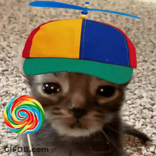 Cat With Colorful Hat And Lollipop GIF