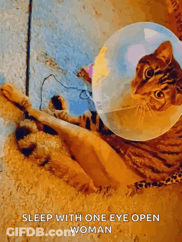 Cat With Cone Laying Floor Sleep With One Eye Open Woman GIF