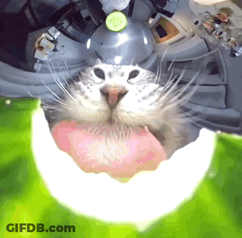 Cat With Cucumber On Head Looks At Camera GIF