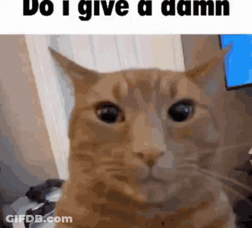 Cat With Do I Give A Damn GIF