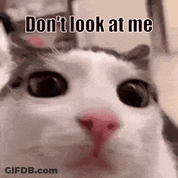 Cat With Do Not Look At Me Text GIF