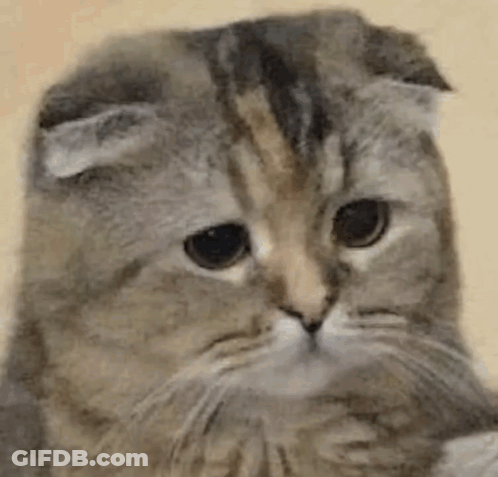 Cat With Ears Folded Looking At Camera GIF