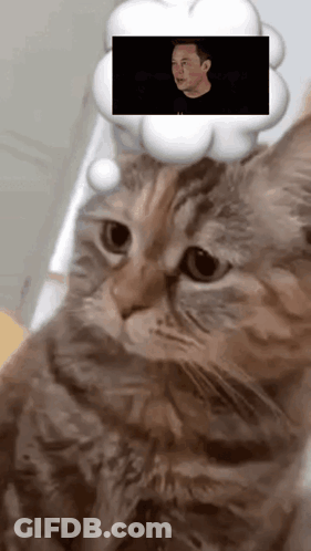 Cat With Elon Musk Thought Bubble GIF