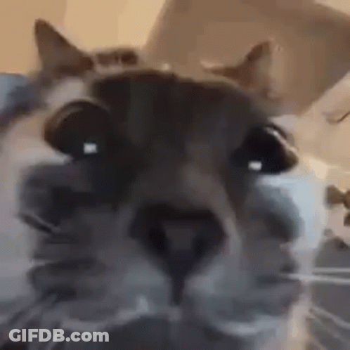 Cat With Eyes Closed GIF
