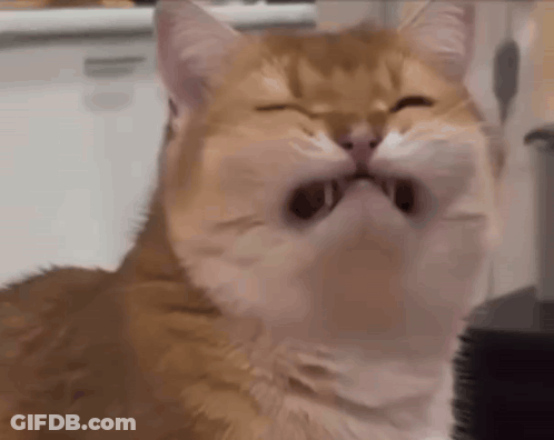 Cat With Eyes Closed And Mouth Open GIF