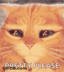 Cat With Eyes Closed Pretty Please GIF