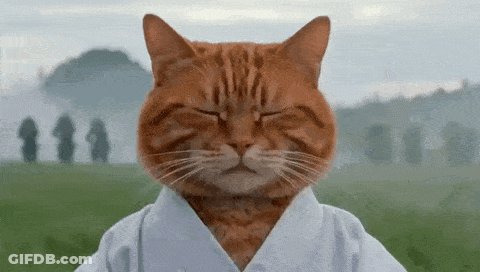 Cat With Eyes Closed Wearing White Jacket GIF