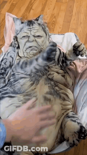 Cat With Face Painted Laying On Blanket GIF