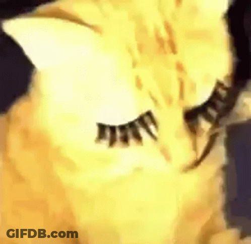 Cat With Fake Eyelashes Close Up GIF