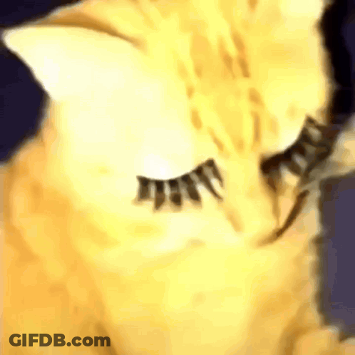 Cat With False Eyelashes Close Up GIF