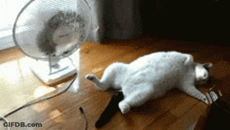 Cat With Fan Humidity GIF