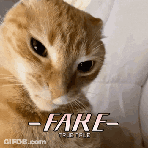 Cat With Fare True True GIF