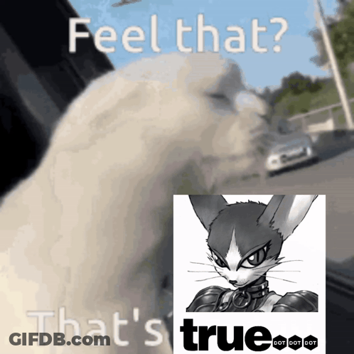 Cat With Feel That S True GIF