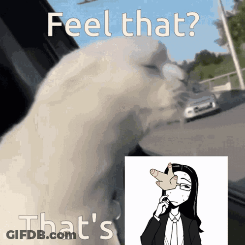 Cat With Feel That That's GIF