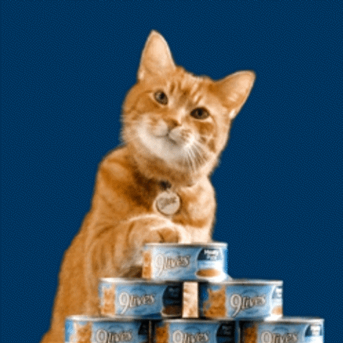 Cat With Food GIF