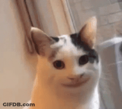 Cat With Funny Face GIF