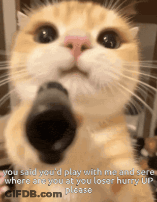 Cat With GIF