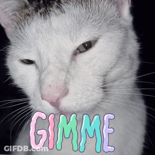 Cat With Gimme Text GIF