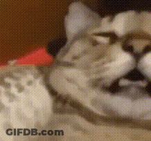 Cat With Glasses And Red Bow GIF