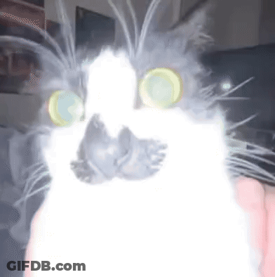 Cat With Glowing Eyes Held By Person GIF