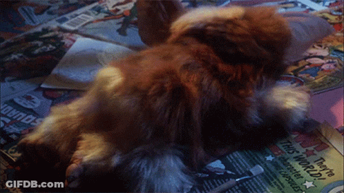 Cat With Gold Chain On Blue Background Saying Gizmo GIF